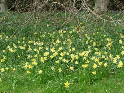 Daffodils at Sudbury Hall