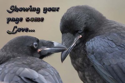 Raven Love.jpg