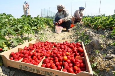 Strawberry Harvesting