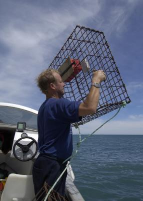 Lobstering in Palliser Bay area