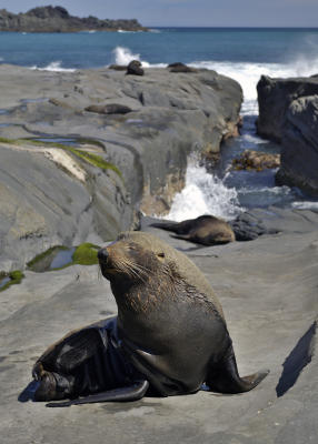 Fur Seal, Palliser Bay
