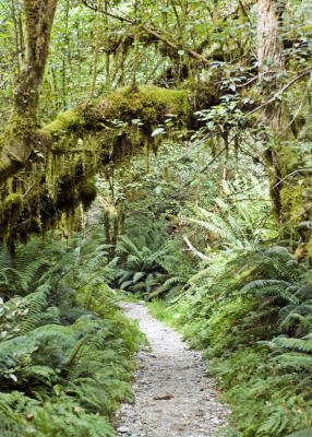 Typical Portion of Beginning of Milford Track