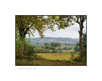 Vinyards Along the Midi