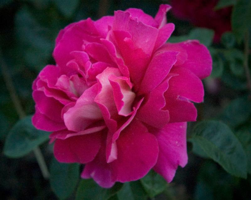 summer rose