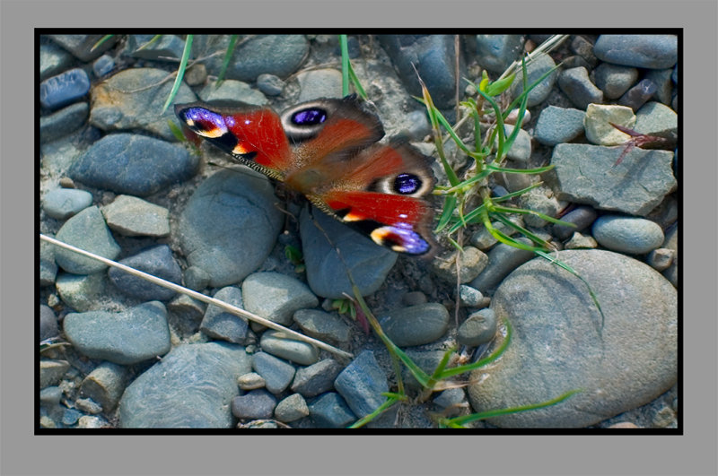 The Ukrainian butterfly