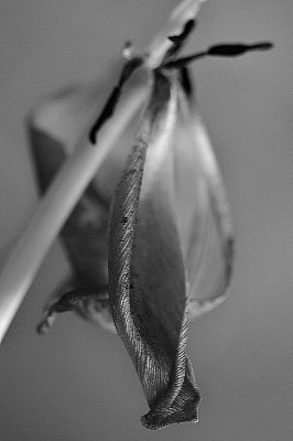 MEMENTO MORI, for those 96 killed in plane crash