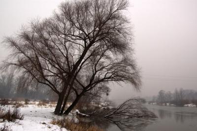 winter tree 1