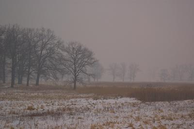  landscap  foggy day
