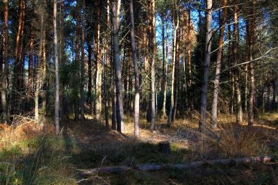 The forest Chrzastawa