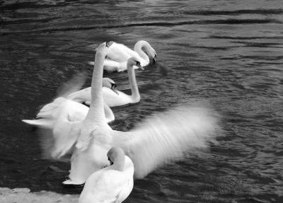 swan's family