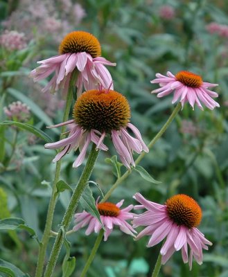 In Botanical Garden