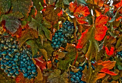 20070905_CRW_2707.jpg