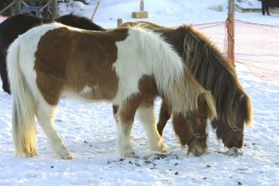 Hesta in the herd