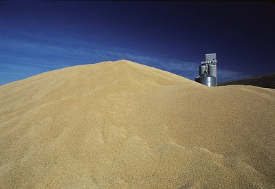 Winter wheat in Oregon