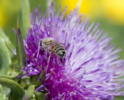 Bee On The Flower