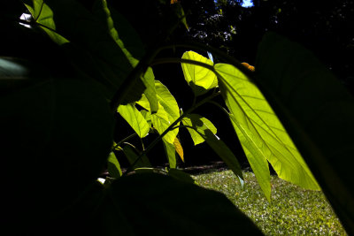 Shining Green