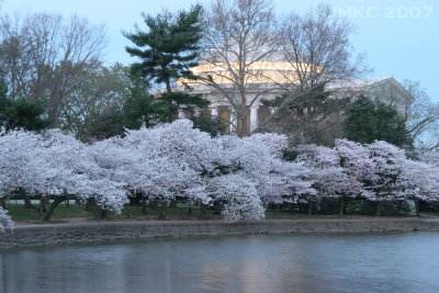 Jefferson Memorial through the blossoms