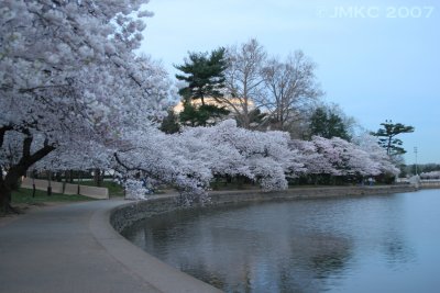 Jefferson Memorial and blossoms