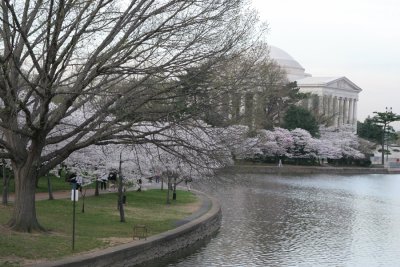 Jefferson Memorial through the blossoms