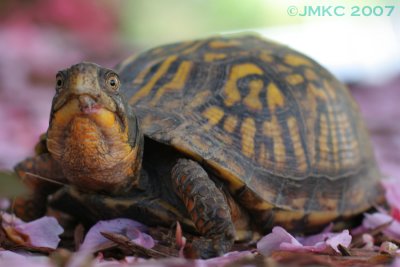 Box Turtle 1