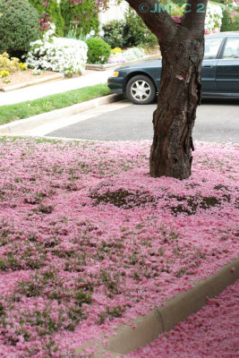 Pink Snow 3