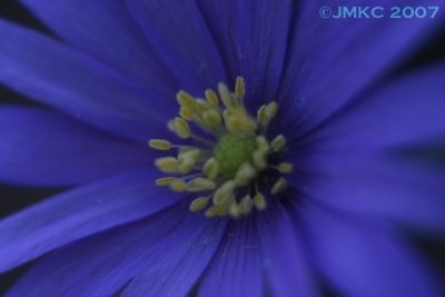 Blue Flower 1