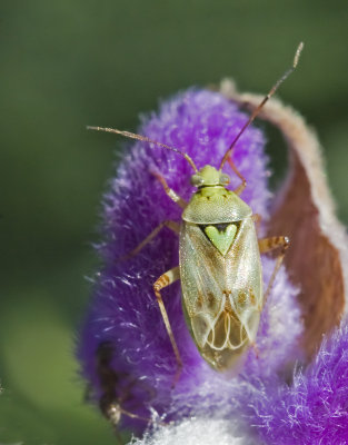 Unknown Insect on Mexican Sage spire