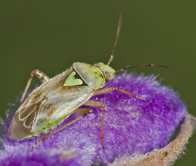 Unknown Insect on Mexican Sage spire