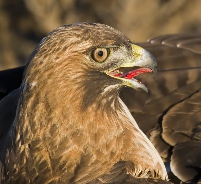Close-up of the dominant hawk