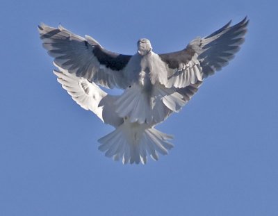 White-tailed Kites making contact<br> #5 of 12
