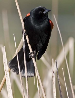 Red-winged Blackbird<br> (Agelaius phoeniceus)