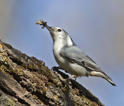 White-breasted Nuthatch bringing a grub to it's mate