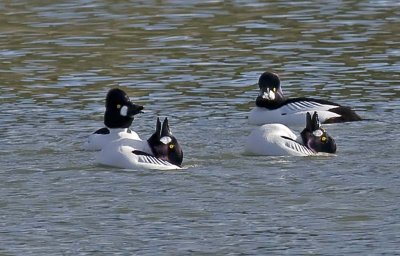 Four Male Common Goldeneyes, two watching & two performing