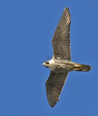 Peregrine Falcon Flyover