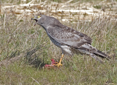 Male Northern Harrier screams at a White-tailed Kite that came too close it's kill