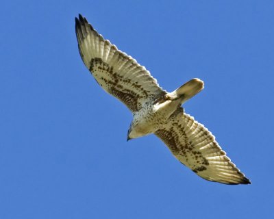 Ferruginous Hawk flyover