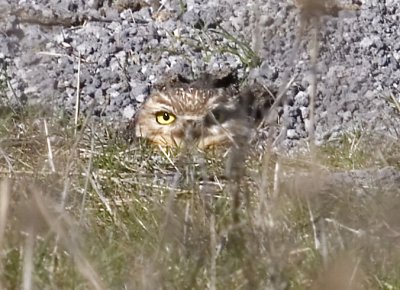 Burrowing Owl on West Laguna Ave. in Coyote Valley