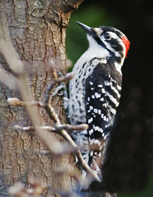 Nuttall's Woodpecker (Picoides nuttallii)