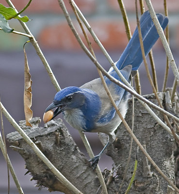 Western Scrub-Jay hiding an acorn