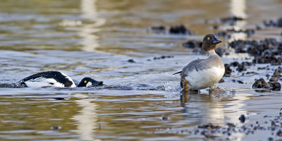 Persistent Male Common Goldeneye pursuing female