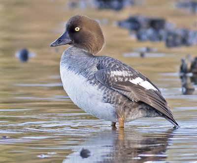 Female Common Goldeneye after being chased up on shore by amorous male