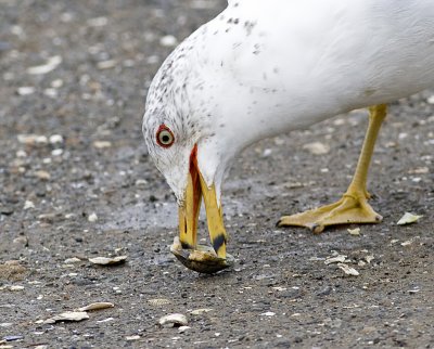 Ring-billed Gull scoops out meal from bivalve