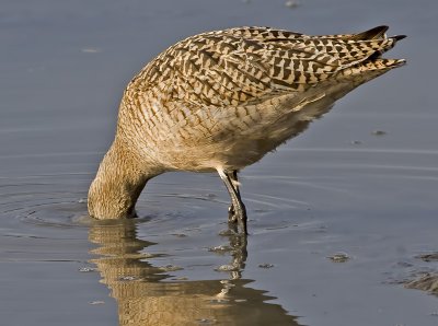 Marbled Godwit goes after a meal