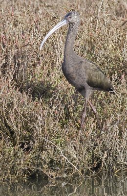 White-faced Ibis  (Plegadis chihi)