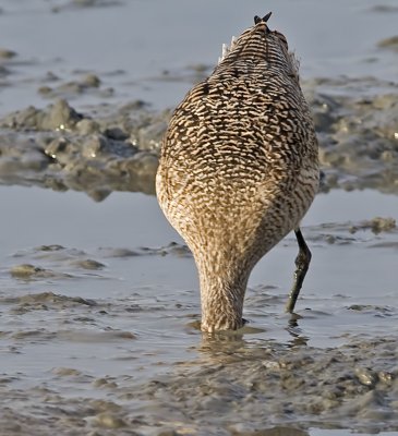 Marbled Godwit goes into the mud after a meal