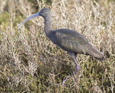 White-faced Ibis (Plegadis chihi)