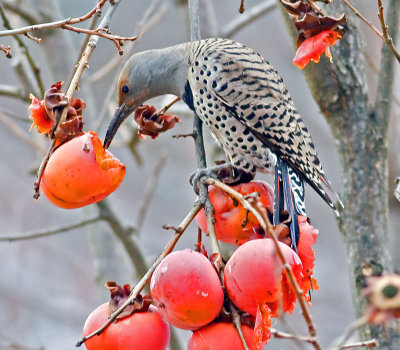 Northern Flicker