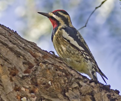 Yellow-bellied Sapsucker