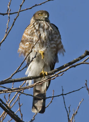 Sharp-shinned Hawk