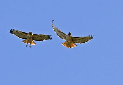 Red-tailed Hawk